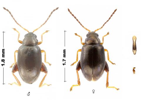 Longitarsus parvulus
